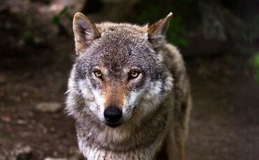 wolf-635063_640_0