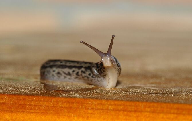 Tigernacktschnecke_0