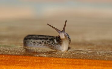 Tigernacktschnecke_0