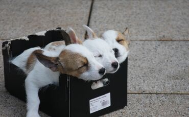 Hundewelpen Symbol symbolbild