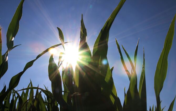 sonne mais wetter sonnenschein Sommer symbol symbolbild symbolfoto