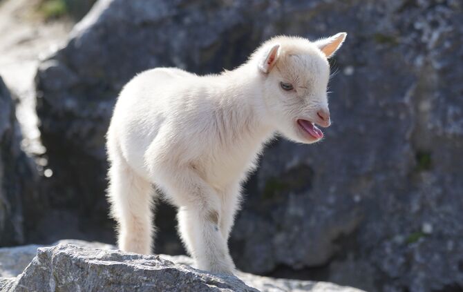 goat-1260967_1920_0