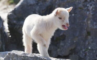 goat-1260967_1920_0