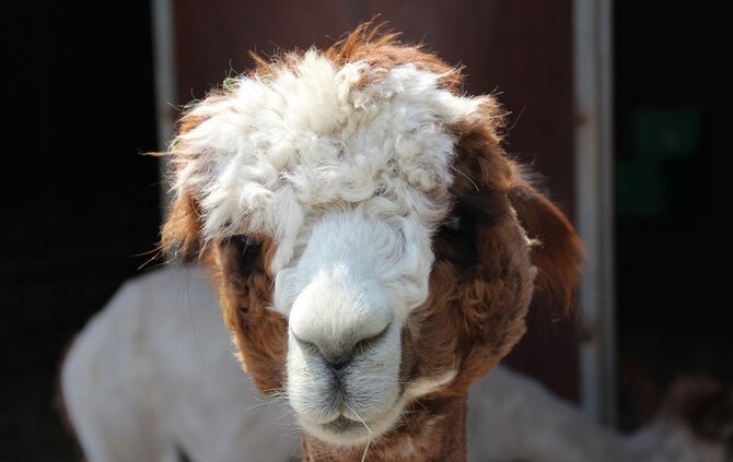 WhatsApp_Image_2018-04-19_at_11.57.42_(1)_0