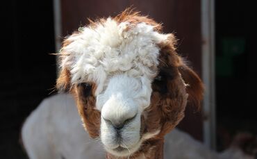 WhatsApp_Image_2018-04-19_at_11.57.42_(1)_0