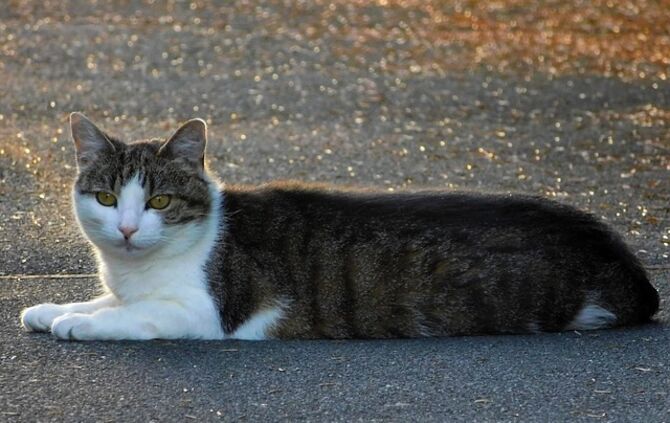 Katze Symbol_0