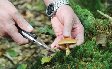 Pilze Pilze sammeln Pilzsammler Remshalden Hennecke_0