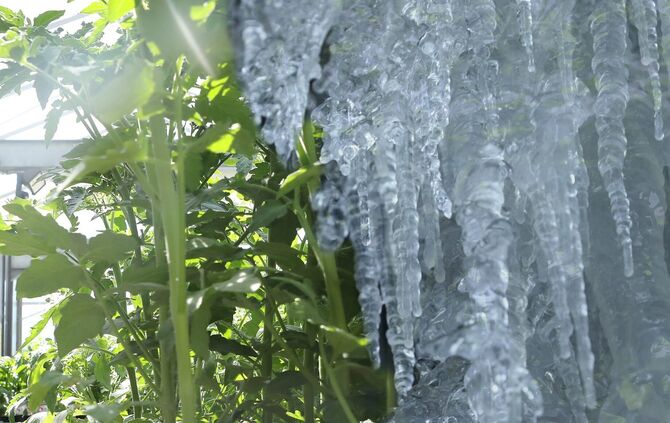 Eisheilige Eisheiligen Mai Schorndorf Setzlinge Eis Eiszapfen Winter Kälte_0