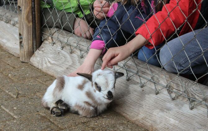 Wilhelma Baby-Tiere Nachwuchs Bauernhof Tierbabys Ziege Schwein Lamm Zoo_0