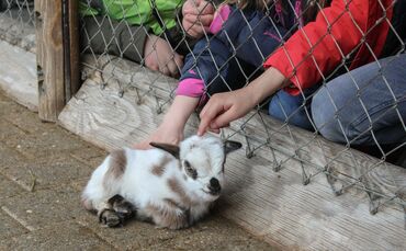 Wilhelma Baby-Tiere Nachwuchs Bauernhof Tierbabys Ziege Schwein Lamm Zoo_0