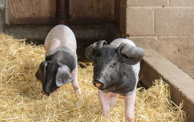 Wilhelma Baby-Tiere Nachwuchs Bauernhof Tierbabys Ziege Schwein Lamm Zoo_1