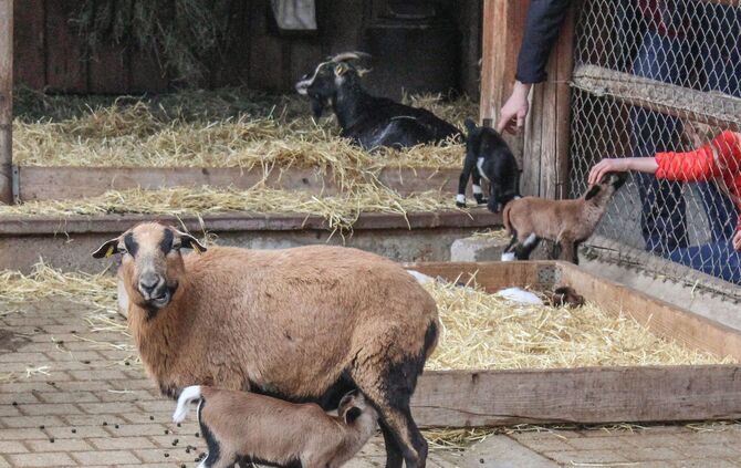 Wilhelma Baby-Tiere Nachwuchs Bauernhof Tierbabys Ziege Schwein Lamm Zoo_2