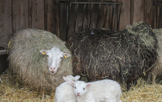Wilhelma Baby-Tiere Nachwuchs Bauernhof Tierbabys Ziege Schwein Lamm Zoo_3