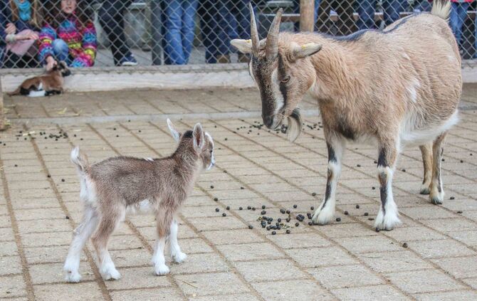 Wilhelma Baby-Tiere Nachwuchs Bauernhof Tierbabys Ziege Schwein Lamm Zoo_4