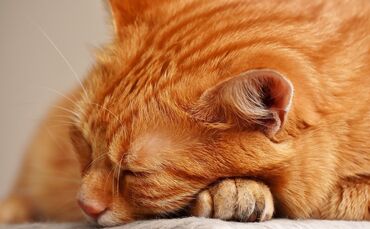 Katze Katzen Kater Tier Haustier symbol symbolbild symbolfoto