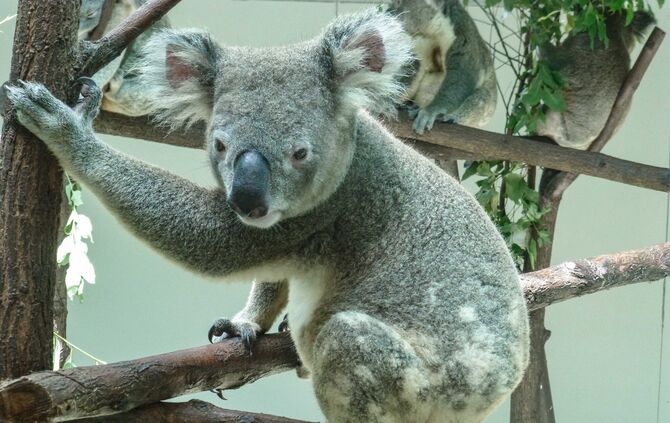 Wilhelma Koala Zoo Stuttgart_0