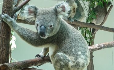 Wilhelma Koala Zoo Stuttgart_0