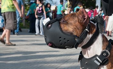 dog-545837_960_720_0