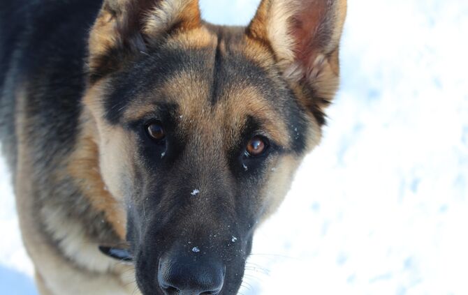 Schäferhund Hund Schnee Haustier Tier_0