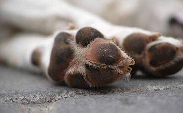 Hund Symbol_0 Hund Beine Symbol Symbolfoto Symbolbild