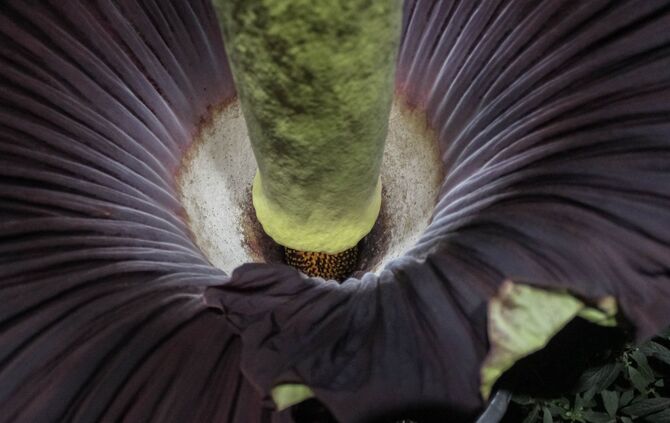 Titanwurz Wilhelma 2018_0