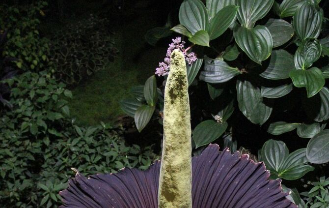 Titanwurz Wilhelma 2018_1