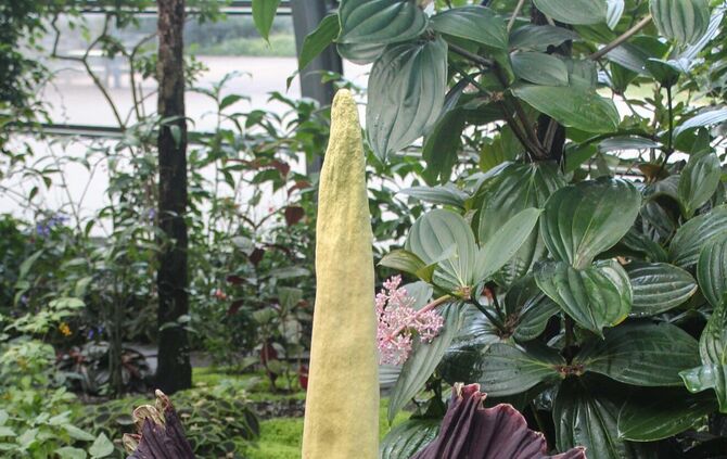 Titanwurz Wilhelma 2018_2