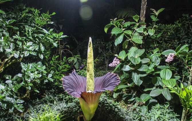 Titanwurz Wilhelma 2018_3