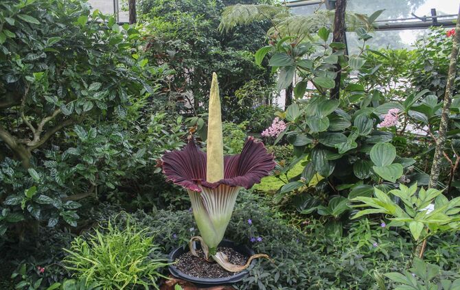 Titanwurz Wilhelma 2018_4