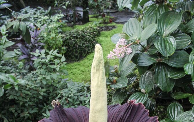 Titanwurz Wilhelma 2018_5