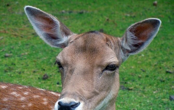 fallow-deer-377187_640_0