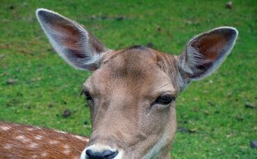 fallow-deer-377187_640_0