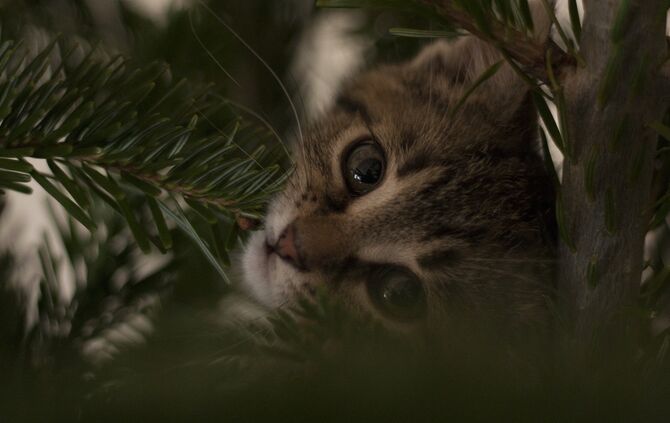 cat-3037068_1920