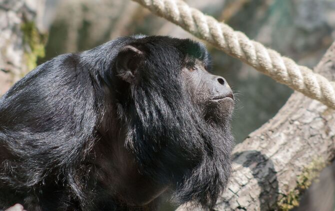 KW_30c_Neuzugänge_im_Amazonienhaus_27.07.2018_Bild_1_0