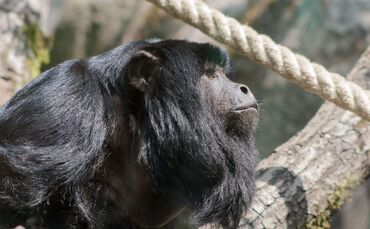 KW_30c_Neuzugänge_im_Amazonienhaus_27.07.2018_Bild_1_0