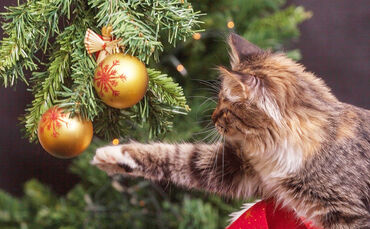 new-years-eve-1822979_1920