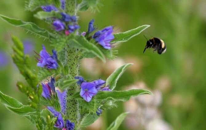 Blumenwiesen Schmetterlingswiese Hochwasser Damm Winterbach