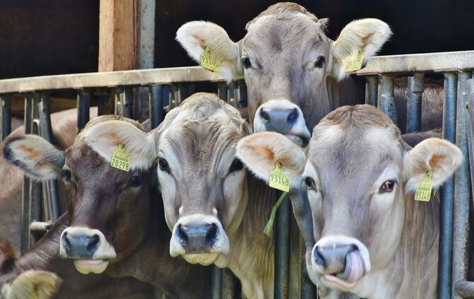 a18cd231-a2f4-4b5a-b488-5b5895c8993a.jpg_0