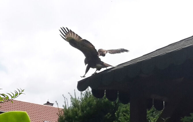 Bussarde Schorndorf 26.7.18_0