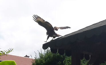 Bussarde Schorndorf 26.7.18_0