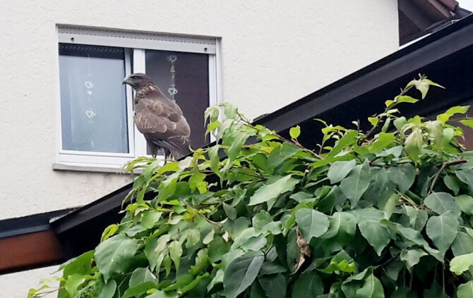 Bussarde Schorndorf 26.7.18_1