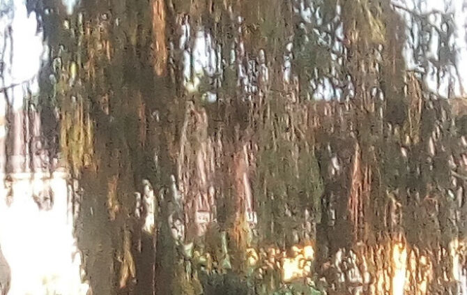 Bussarde Schorndorf 26.7.18_4