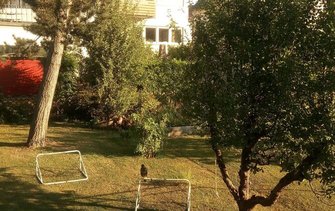 Bussarde Schorndorf 26.7.18_5