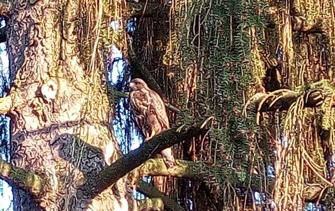 Bussarde Schorndorf 26.7.18_6