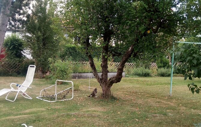 Bussarde Schorndorf 26.7.18_7
