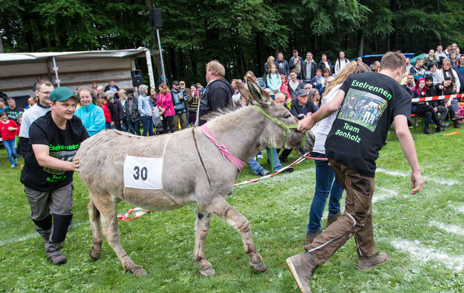 Eselrennen Hößlinswart_4