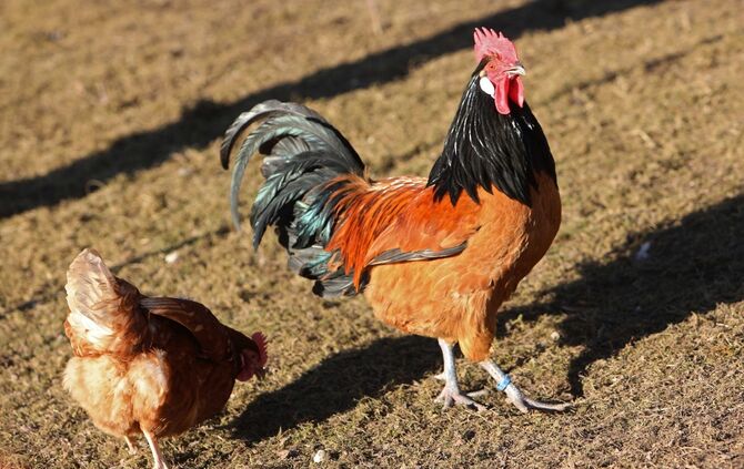 Huhn Hahn Hühner Symbol Symbolbild symbolfoto