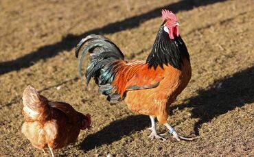 Huhn Hahn Hühner Symbol Symbolbild symbolfoto
