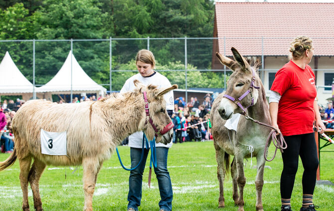 Eselrennen Hößlinswart_23