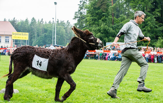 Eselrennen Hößlinswart_30